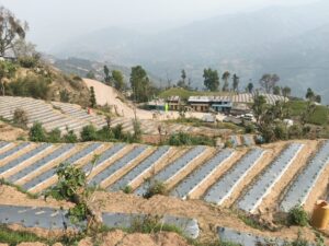 मेलम्ची–५ मा अकबरे खुर्सानी खेतीमा प्लास्टिक मल्चिङ प्रविधि प्रयोग